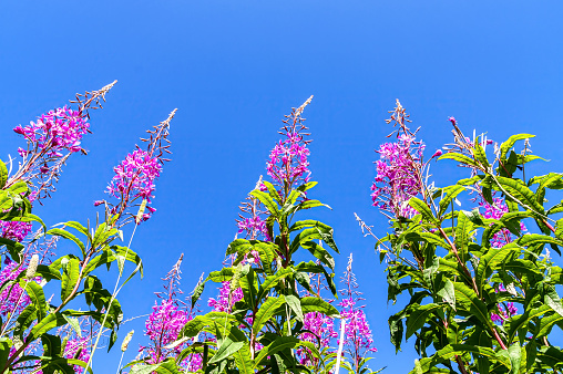 Purple alpine fireweed against a blue sky background
