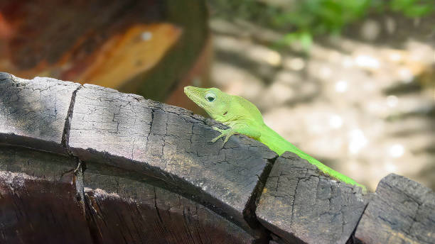 istock Green igulizard on a wooden background 2125314061