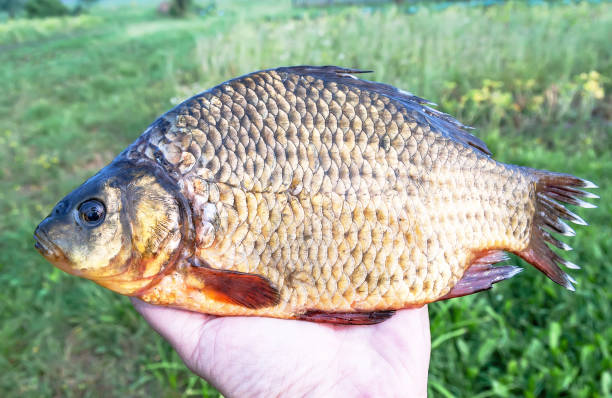 Freshwater crucian carp in a human hand closeup