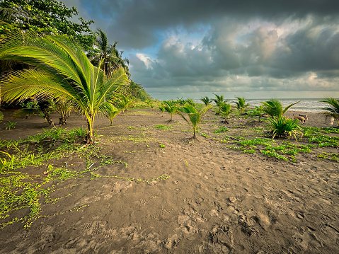 Idyllic beach front palm trees seen on the Caribbean ocean view of a Costa Rican beachfront before a hurricane. Plan leaves can been seen swaying against the increasingly windy conditions.