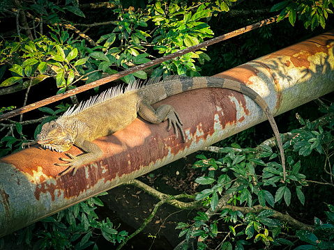 Basking Iguana seen on a metal water pipe at a holiday resort located in the heart of the Costa Rican jungle. The pipe provides fresh water to a jungle holiday resort.