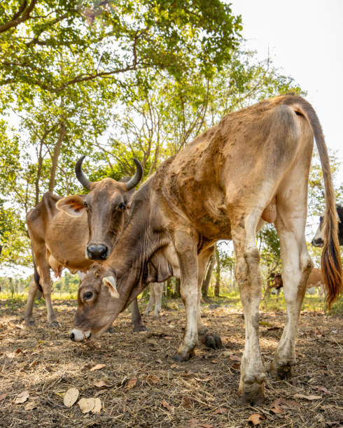 istock cows grazing on a farm on a sunny day 2125341416
