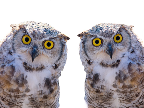 owl portrait isolated on white background