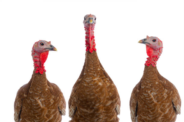 istock portraits red bourbon turkeys isolated on white background 2125345602