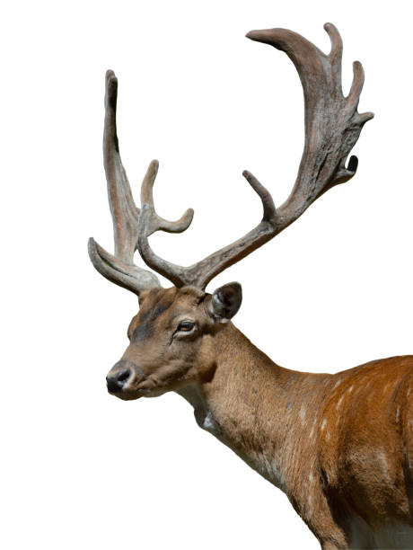 istock portrait of sika deer isolated on white background 2125345643