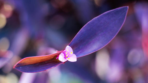 Flowering Tradescantia Pallida in Spring, closeup