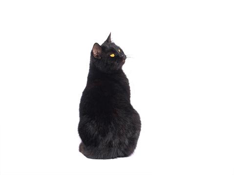 black cat isolated on a white background