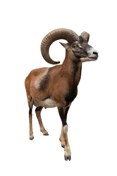 istock male mouflon isolated on white background 2125347591