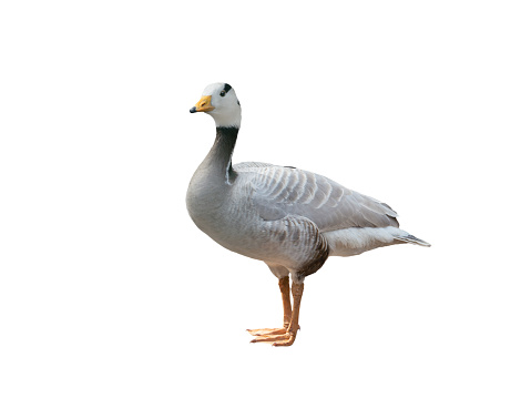anser indicus goose isolated on white background