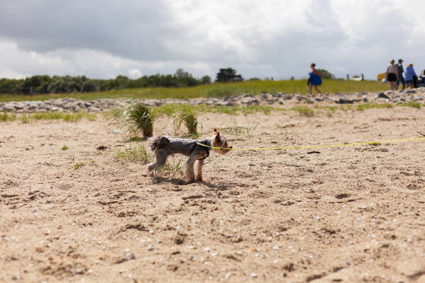 Yorkshire Terrier playing on the beach in summer. Selective focus.