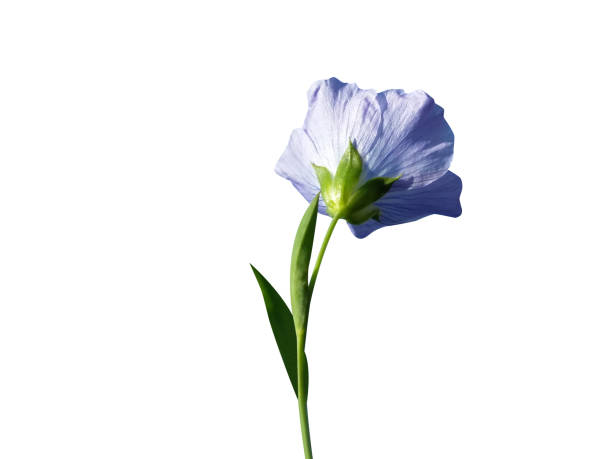 istock Flax or Linum usitatissimum 2125370795