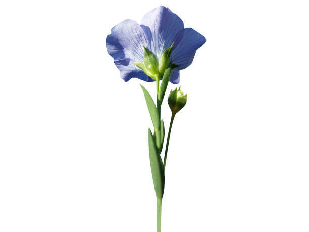 istock Flax or Linum usitatissimum 2125370796