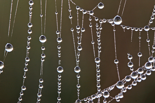 Beads of water droplets covering a spiders web