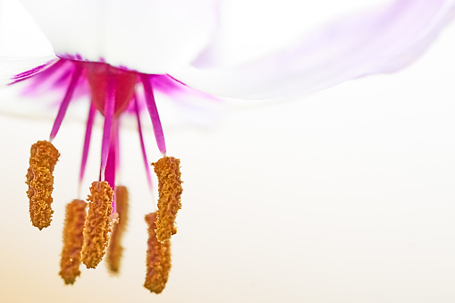 Stamens of a white flower