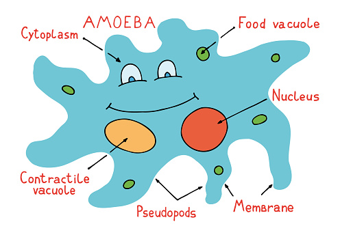 Amoeba is a type of cell or unicellular organism which has the ability to alter its shape, primarily by extending and retracting pseudopods. Freehand drawing. Hand Drawn. Drawing for children.