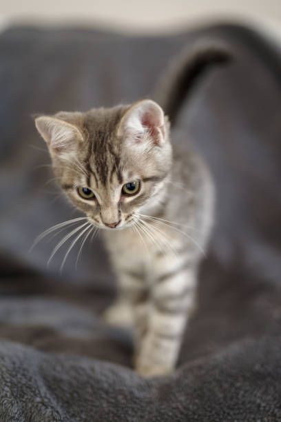 Kitten lying on top of blanket