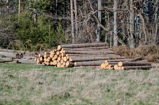 Stacked felled tree trunks in a clearing