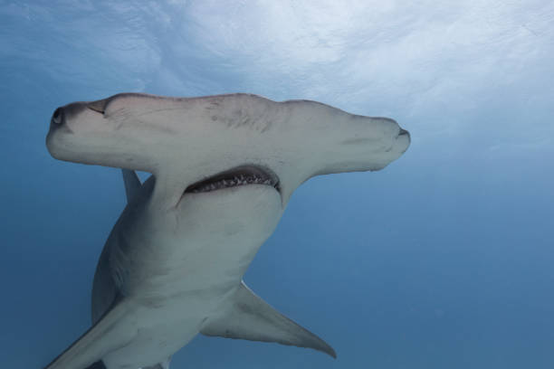 istock Great hammerhead shark in blue tropical waters. 2125425935