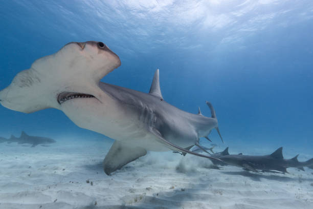 istock Great hammerhead shark in blue tropical waters. 2125425937