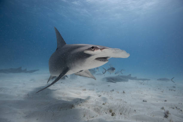 istock Great hammerhead shark in blue tropical waters. 2125425941