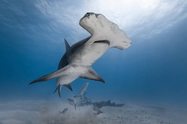 istock Great hammerhead shark in blue tropical waters. 2125425944