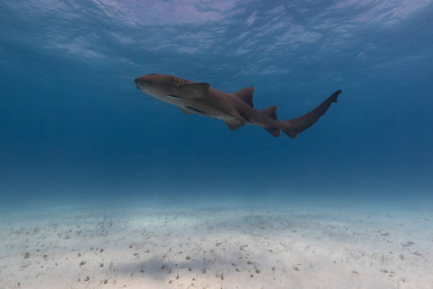 Nurse shark in blue tropical waters.
