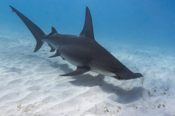 istock Great hammerhead shark in blue tropical waters. 2125426968