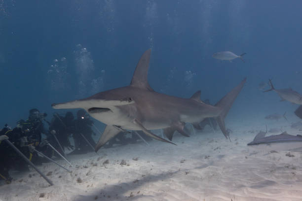 istock Great hammerhead shark and divers in blue tropical waters. 2125427094