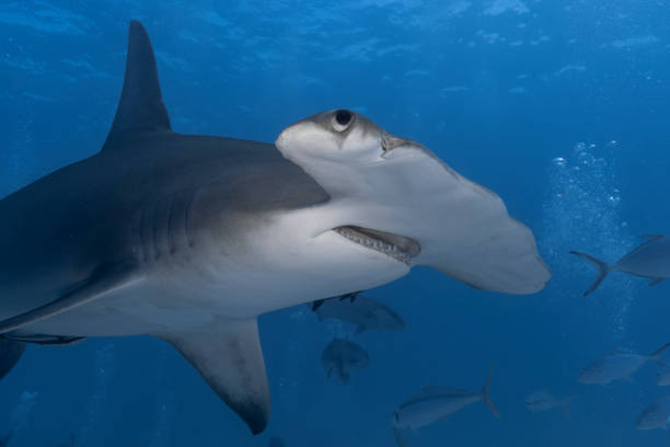 Great hammerhead shark in blue tropical waters.