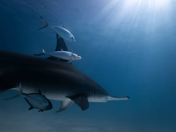 istock Great hammerhead shark in blue tropical waters. 2125430539