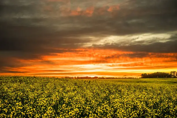 Canola field in yellow bloom with red and dark clouds sunset background