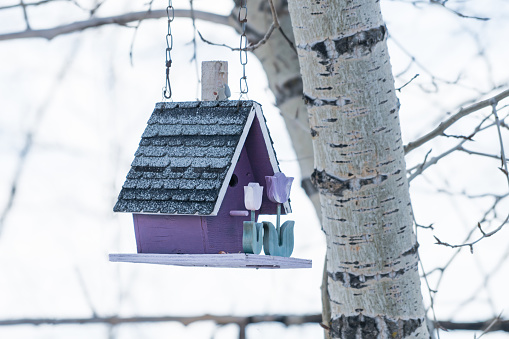 Purple bird house on a natural lens blured background.