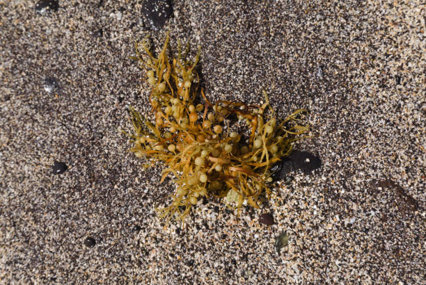 Sargassum seaweed washed up in large quantities on the beaches of Las Palmas de Gran Canaria