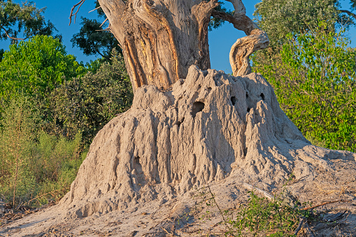 Large Termite Mound Enveloping a Tree Trunk in the Okavango Delta in Botswana