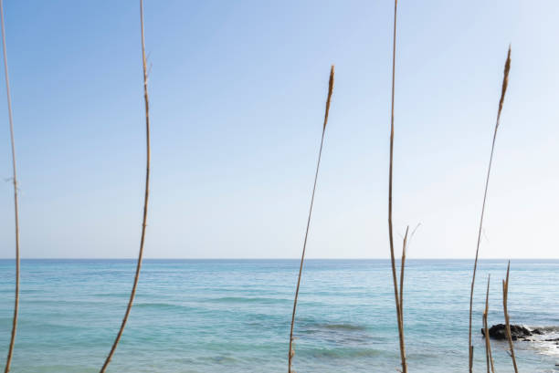 Image was shot in midday in Izmir province, Aegean coast of Turkey.
