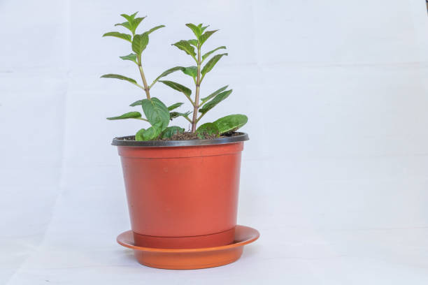 Mint plant ina pot on white background with copy space.