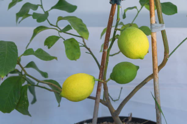 istock Lemon tree with a few lemons on the plant, small wooden sticks as trunk support for lemon trees in pots 2125506949