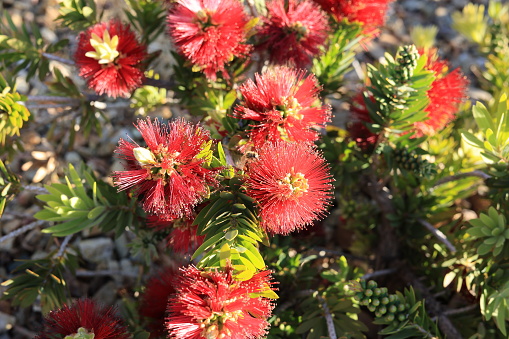 Closeup of flowering dwarf red Callistemon also known as Bottlebrush or Little John in early spring