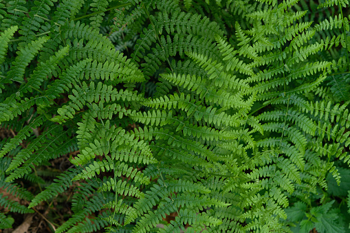 A lush green fern with many leaves. Copy space.