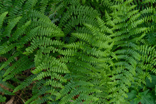 Beautiful fern leaves