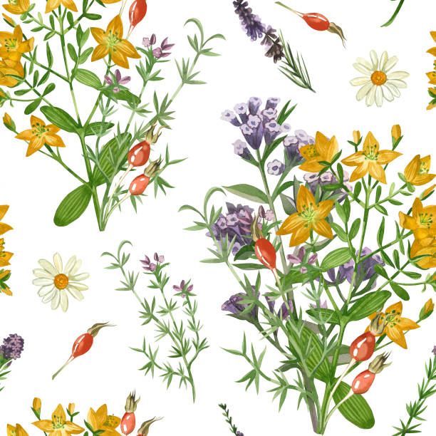 istock Meadow grasses and flowers. Seamless pattern of echinacea, lungwort, oregano and hypericaceae. All elements are hand-painted in watercolor on a white background. For printing on fabric, paper 2125550639
