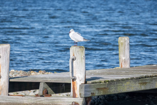Seagull on a wooden pole on the coast