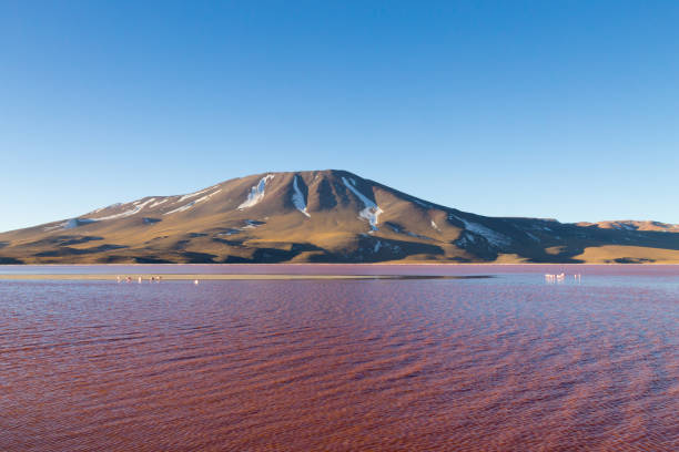 istock Laguna Colorada view, Bolivia 2125567547