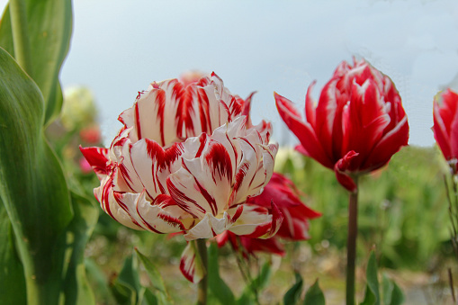 a white double tulip with red stripes and flames 'carnaval de nice' closeup and a red tulip in a flower garden in holland in springtime
