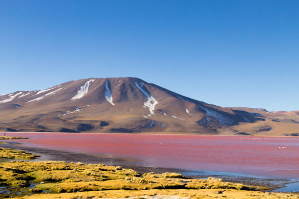 istock Laguna Colorada view, Bolivia 2125569573