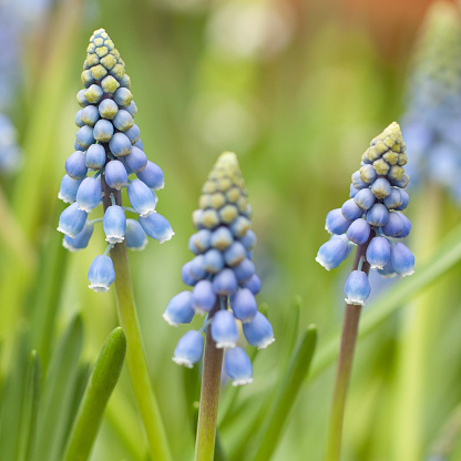 wonderful little blue muscari with fresh foliage and delicate flowers and buds