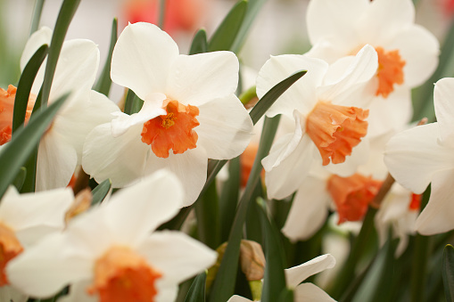 delicate white and orange daffodils bloom in a summer field or decorate a garden