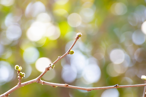The awakening of nature in spring, branches with swollen buds and opening young leaves, in the soft glow of rays against the background of a beautiful gentle bokeh