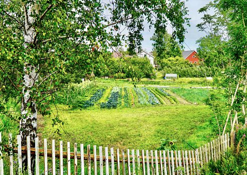 Lush vegetable garden with rows of fresh produce in southern Norway.
