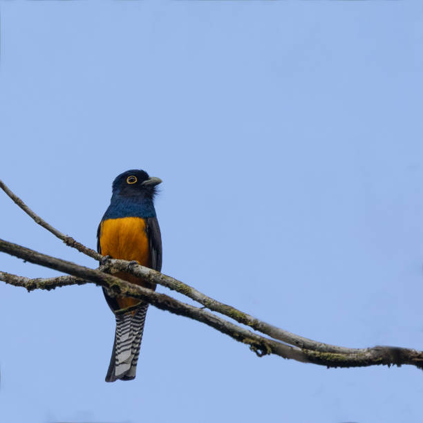 A Guianan Trogon, Trogon violaceus, perching on a twig in northern Trinidad.
